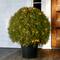 24&#x22; Cedar Pine Topiary with Round Green Growers Pot with 100 Clear Lights